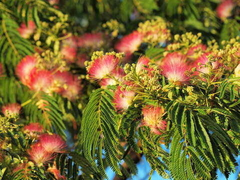 Image of albizia