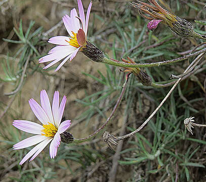 Image de Onoseris