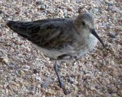 Image of Calidris Merrem 1804