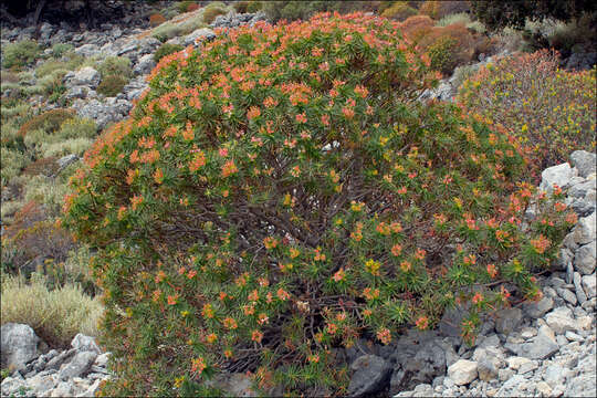 Слика од Euphorbia dendroides L.