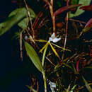 Image of Night scented orchid