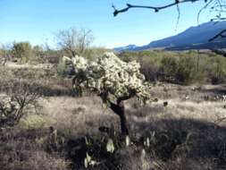 Image de Cylindropuntia fulgida (Engelm.) F. M. Knuth