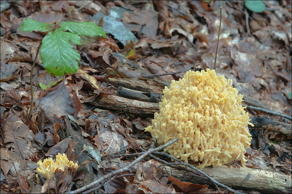 Ramaria flava (Schaeff.) Quél. 1888 resmi