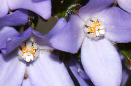 Image of Boronia ramosa (Lindley) Benth.