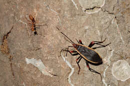 Image of true bugs