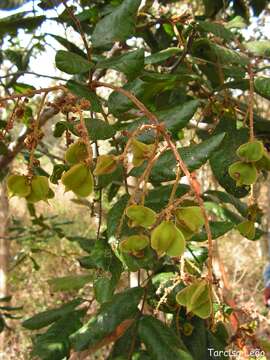 Image of Cupania impressinervia P. Acevedo-Rodriguez