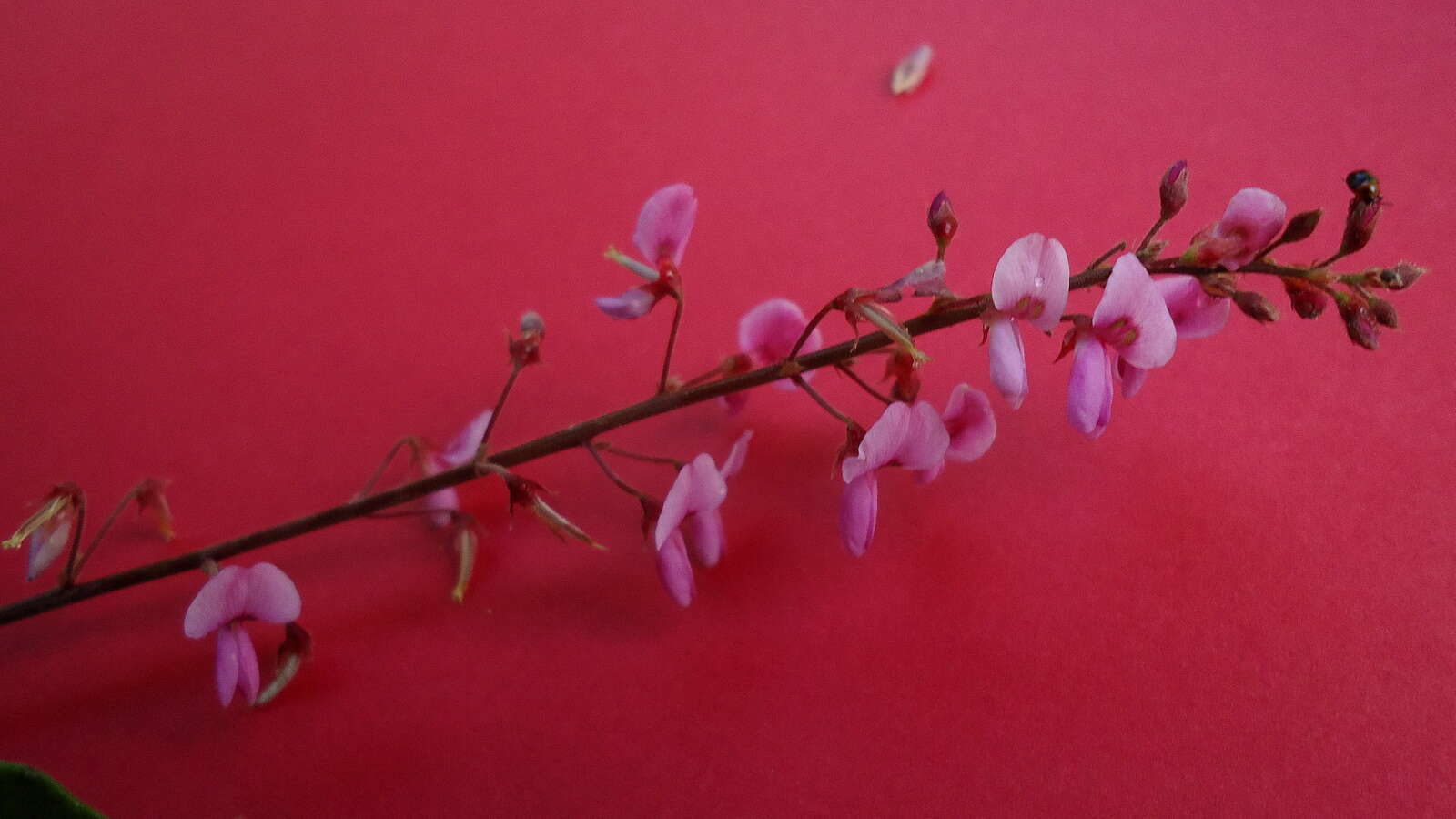 Слика од Desmodium