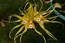 Image of Bulbophyllum virescens J. J. Sm.