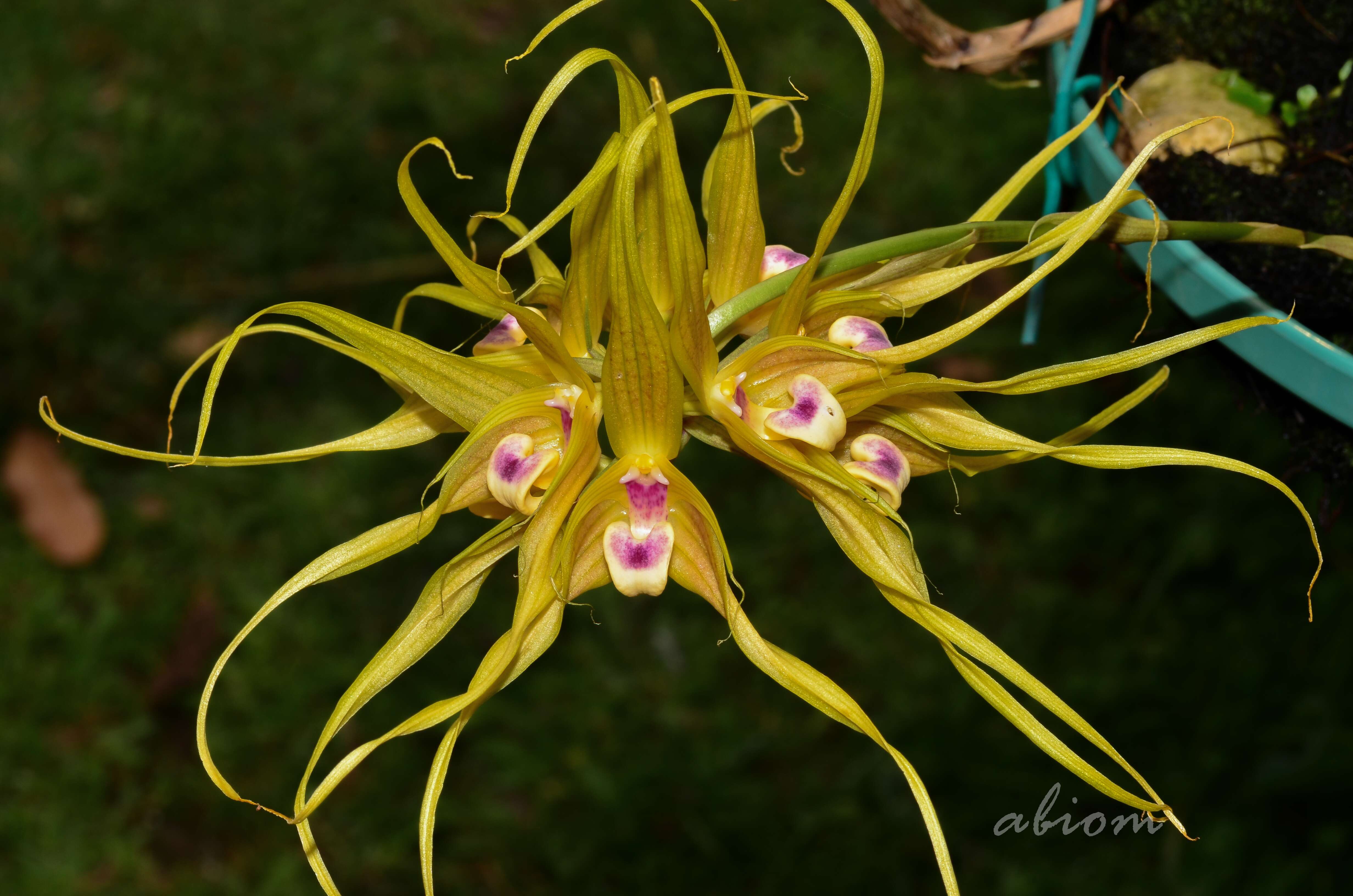 Imagem de Bulbophyllum virescens J. J. Sm.