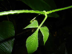 Image of grape ivy