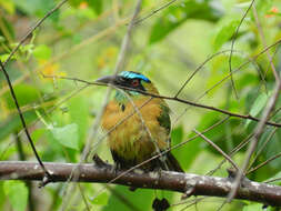 Motmot resmi