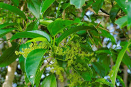 Image of Urticaceae