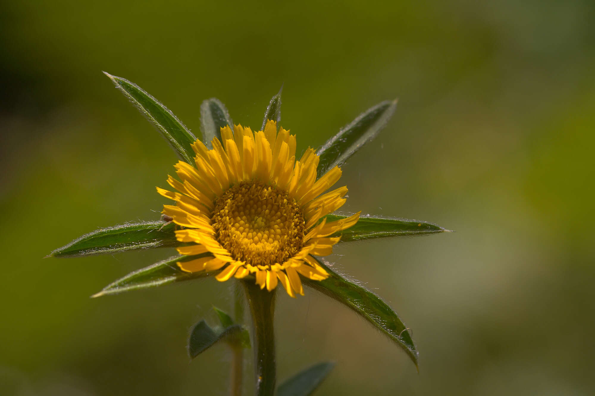 Image of Pallenis spinosa subsp. spinosa