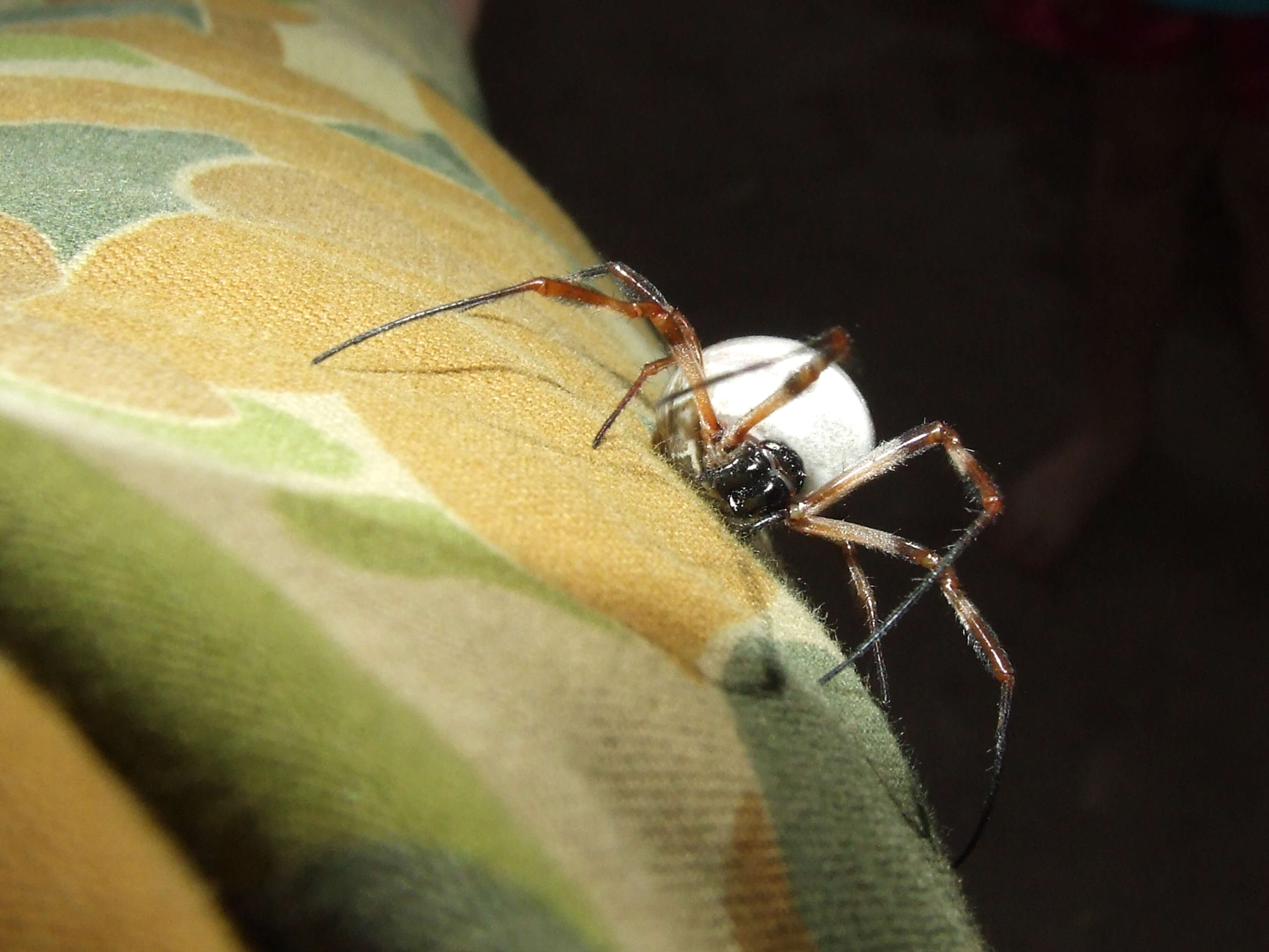 Image of Nephilidae