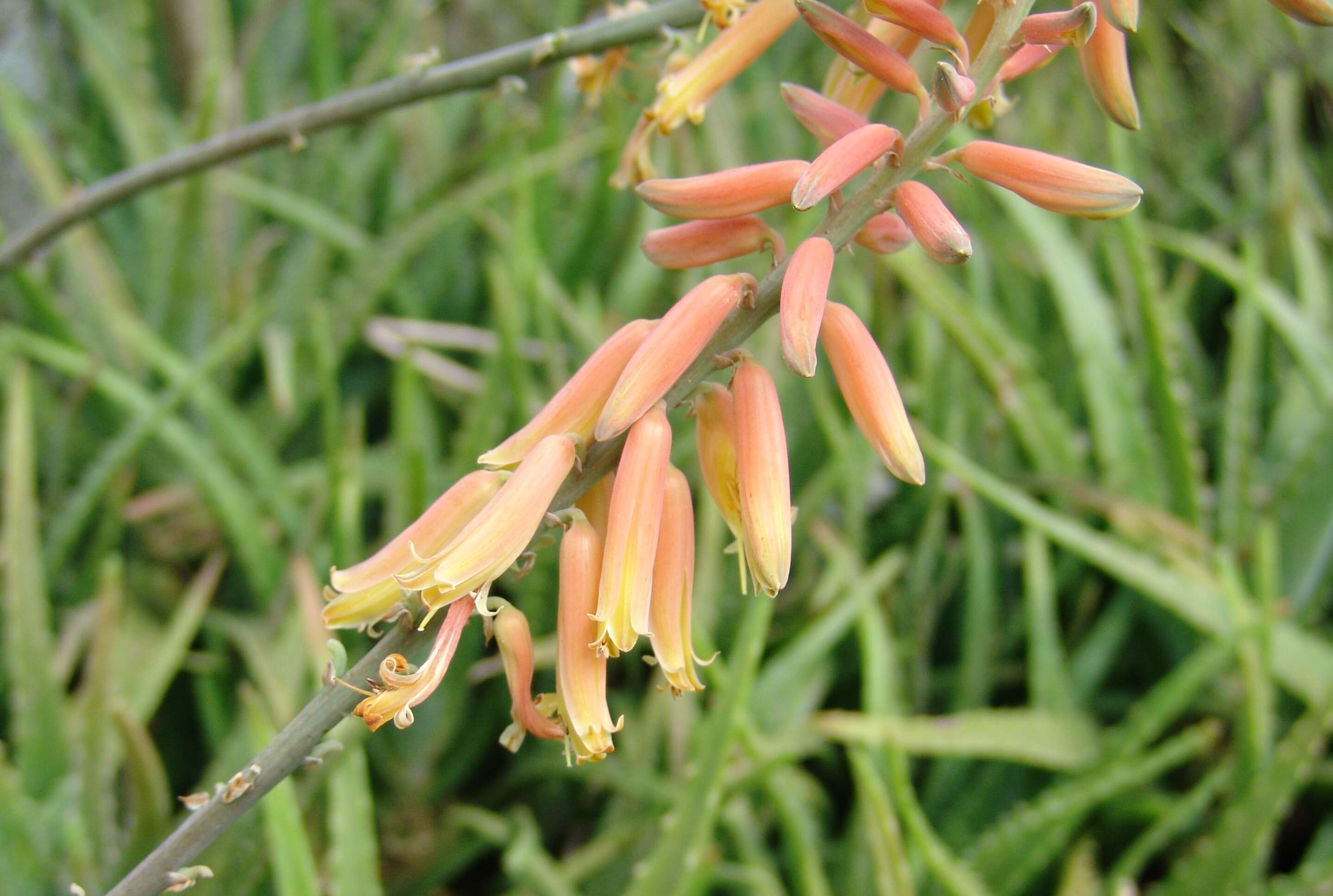 Image of Aloe vera (L.) Burm. fil.