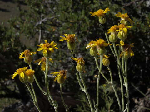 Image of ragwort