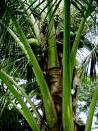 Image of coconut palm