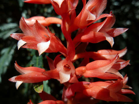 Stenorrhynchos speciosum (Jacq.) Rich. resmi