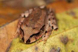 Image of Australian frogs