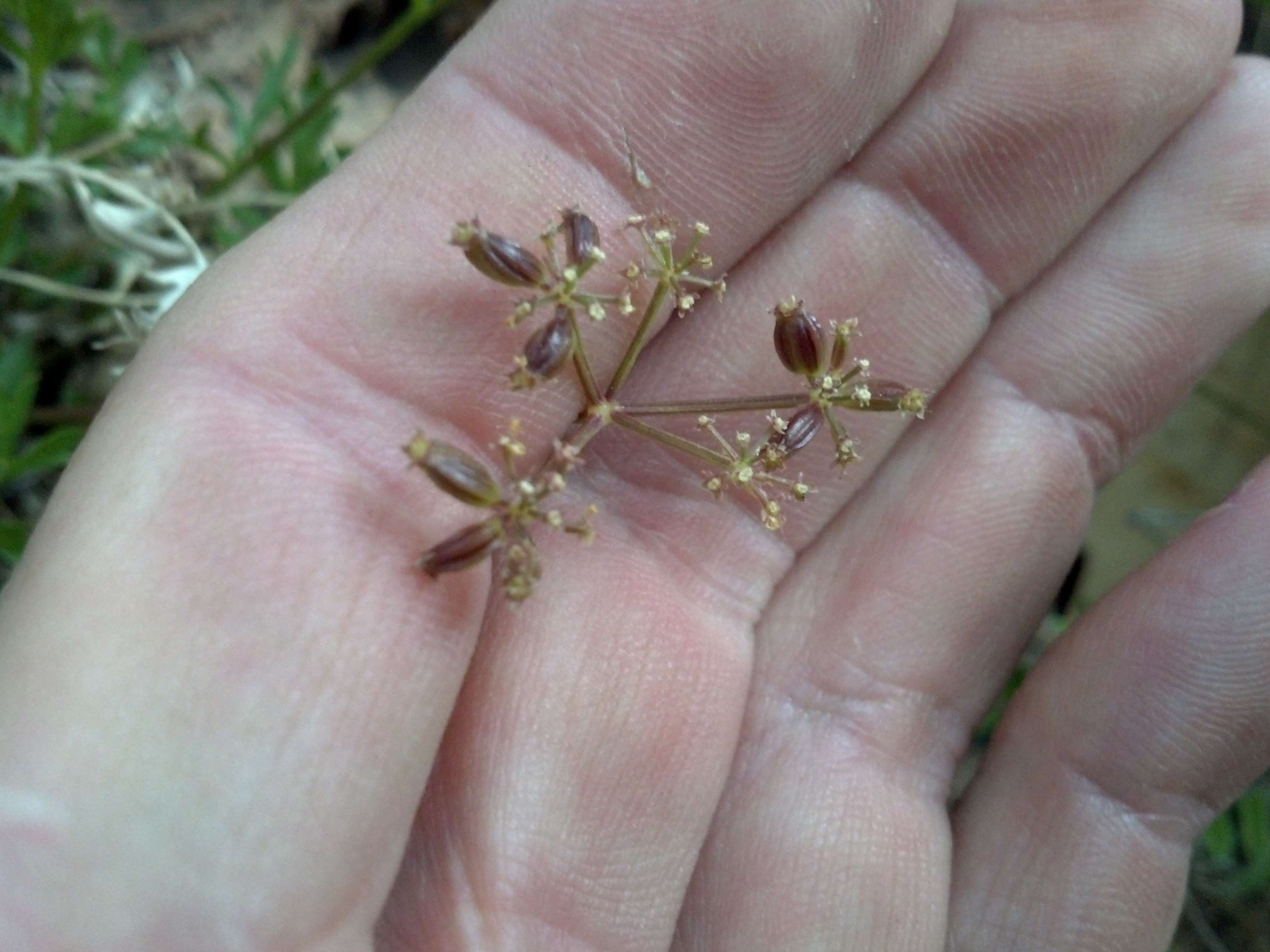 Aletes acaulis (Torr.) Coult. & Rose resmi