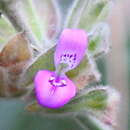 Image de Dicliptera foetida (Forssk.) Blatter