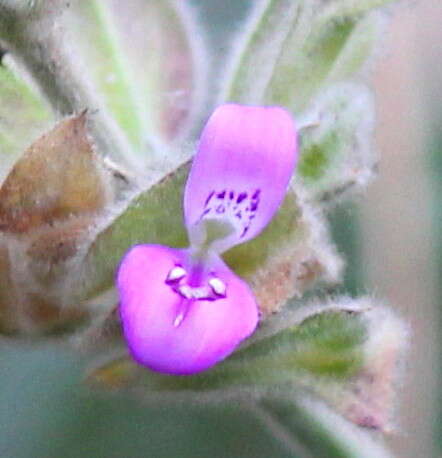 Image de Dicliptera foetida (Forssk.) Blatter