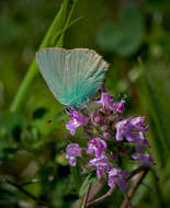 Image of Callophrys