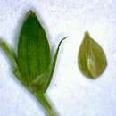 Imagem de Carex amphibola Steud.