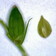 Image of eastern narrowleaf sedge