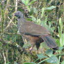 Image of Andean Guan