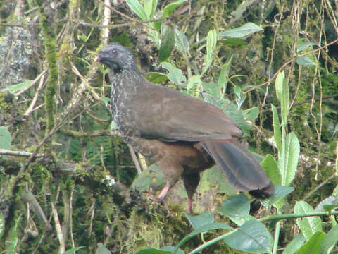 Image of Andean Guan