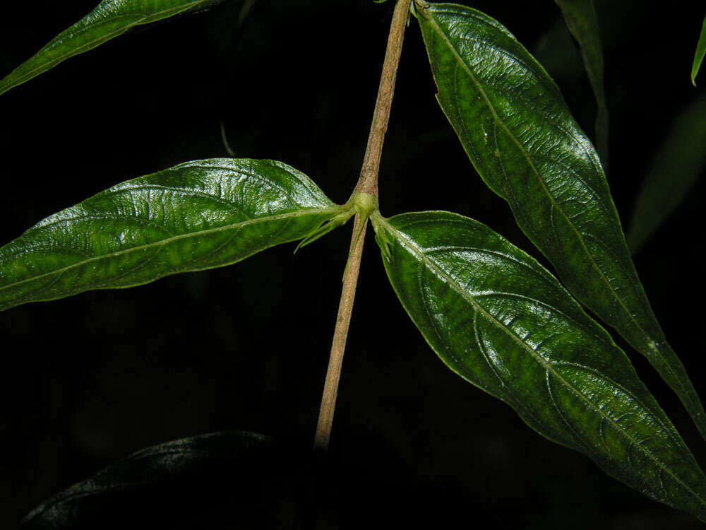 Imagem de Gonzalagunia osaensis C. M. Taylor