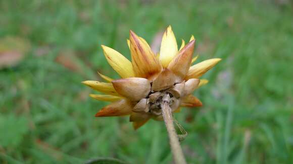 Plancia ëd Xerochrysum bracteatum (Vent.) N. N. Tzvel.