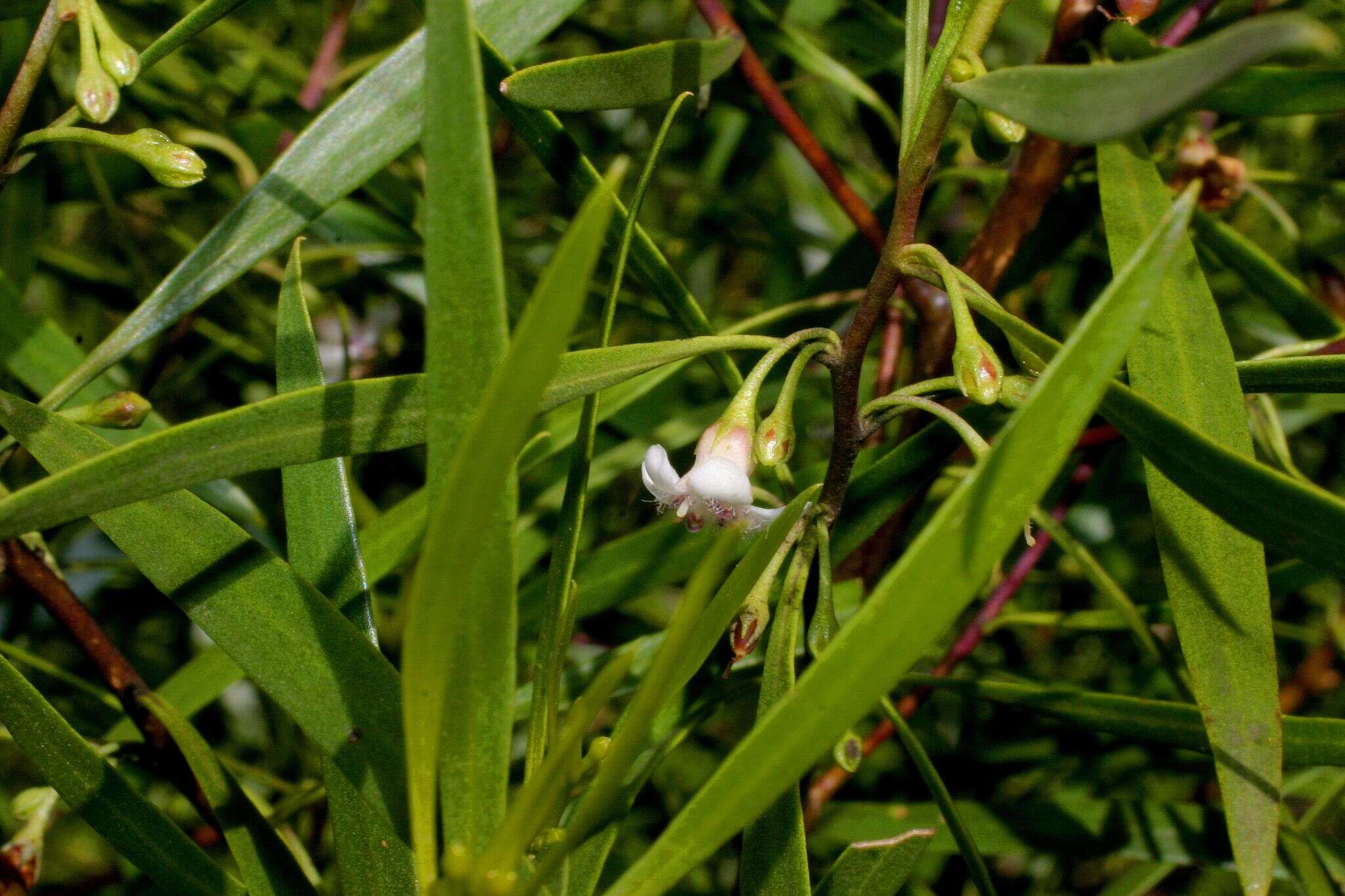 Image of Myoporum tenuifolium G. Forster