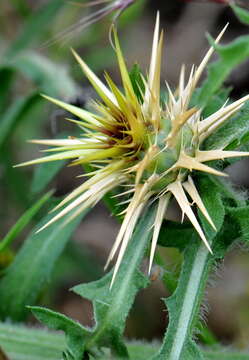 Image of red star-thistle