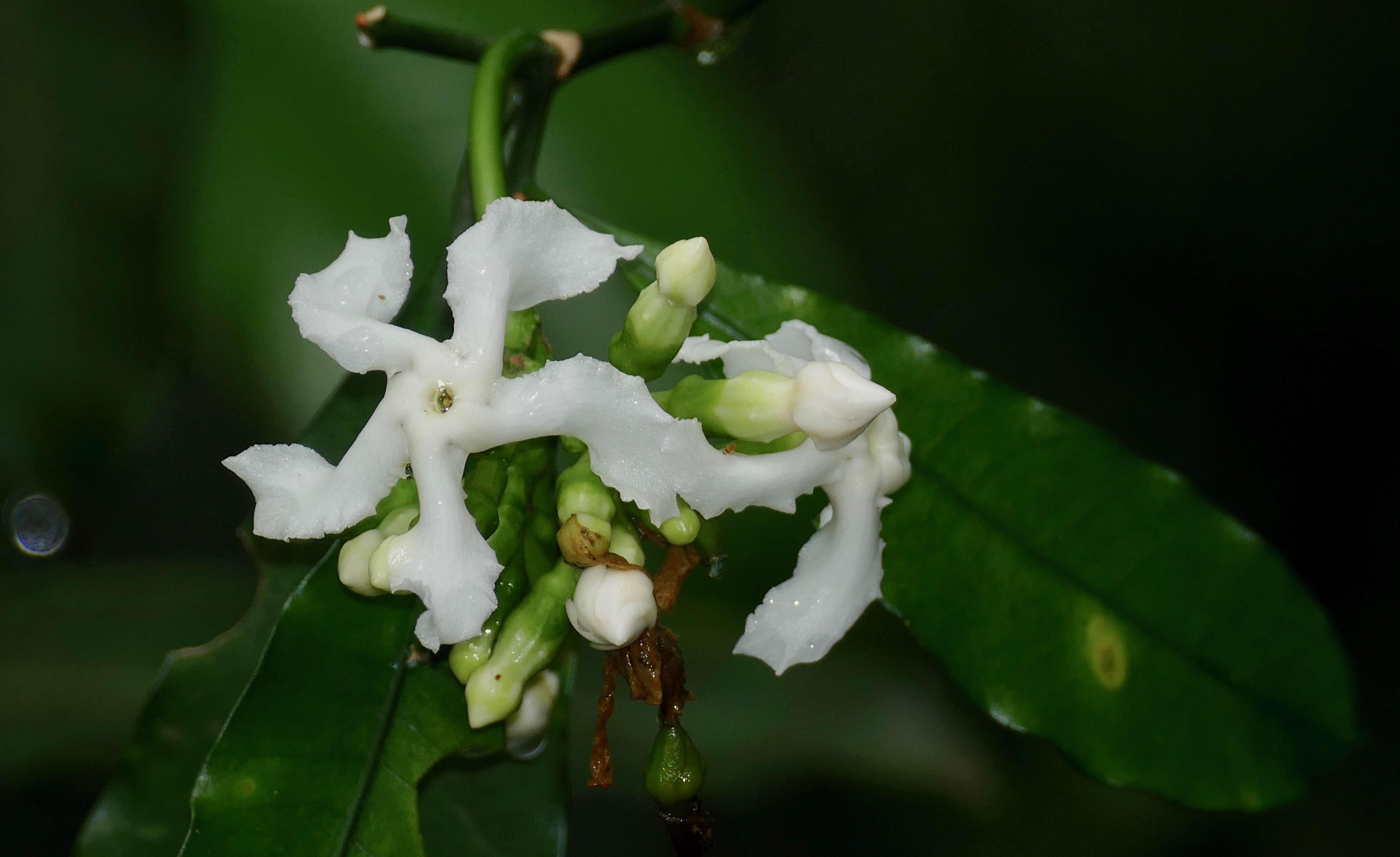 Image of Forest toad-tree