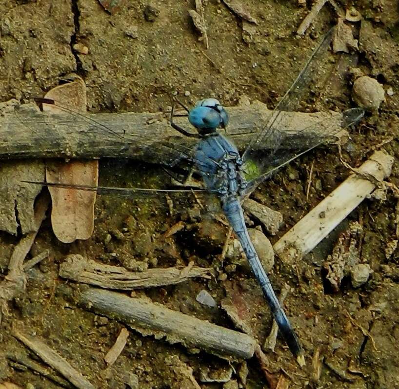 Image of Diplacodes trivialis (Rambur 1842)