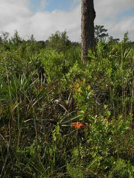 Image of pine lily