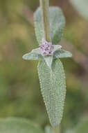 Слика од Stachys germanica L.