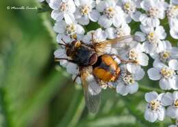 Image de Tachina fera (Linnaeus 1761)