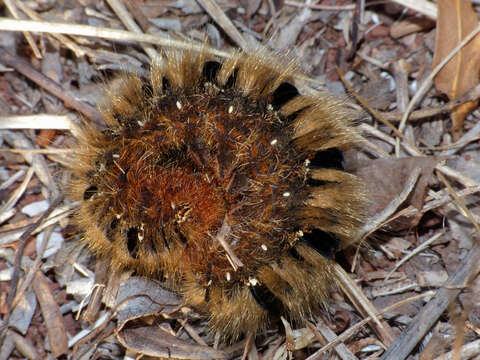 Image of oak eggar