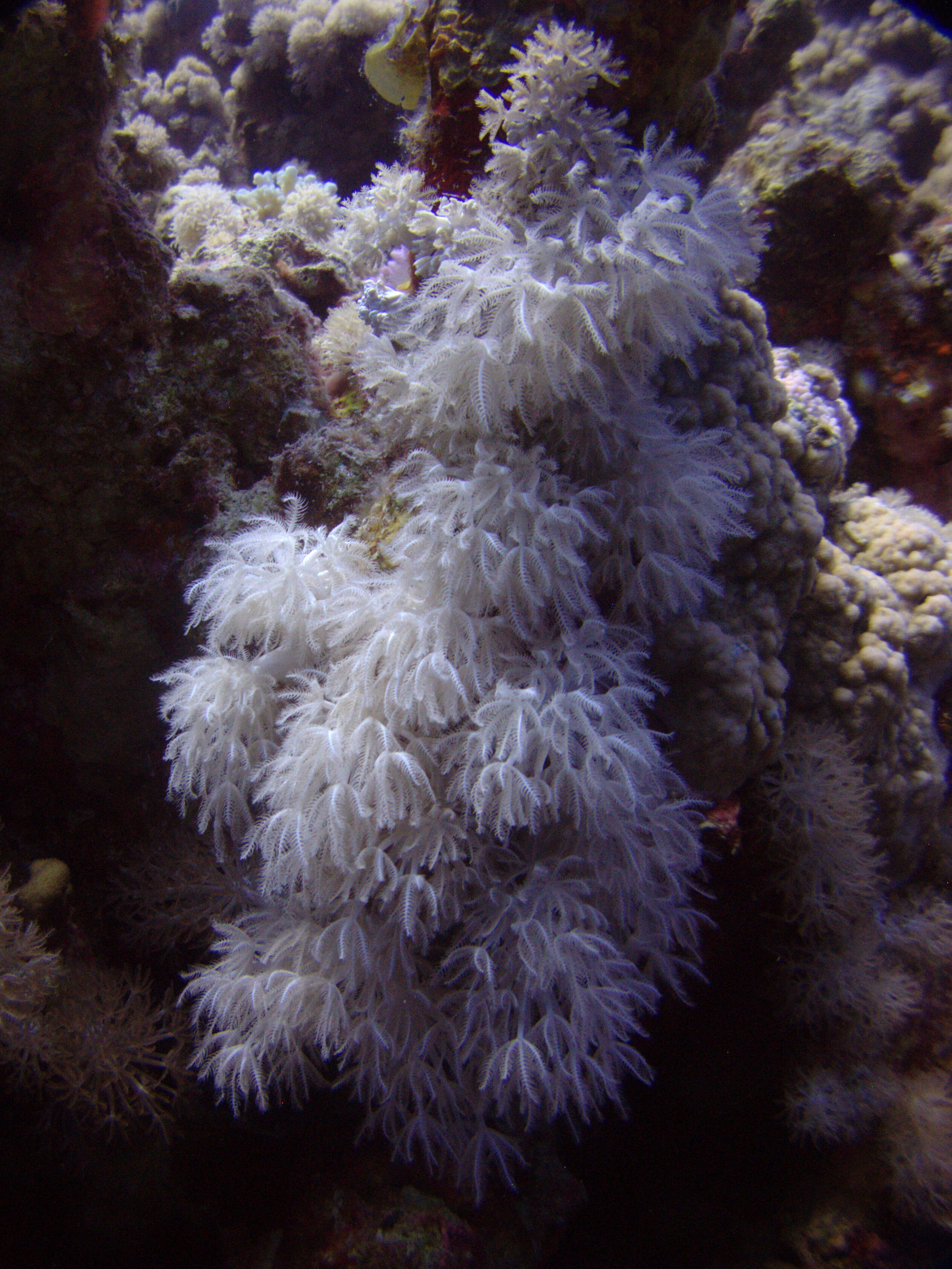 Image of soft corals