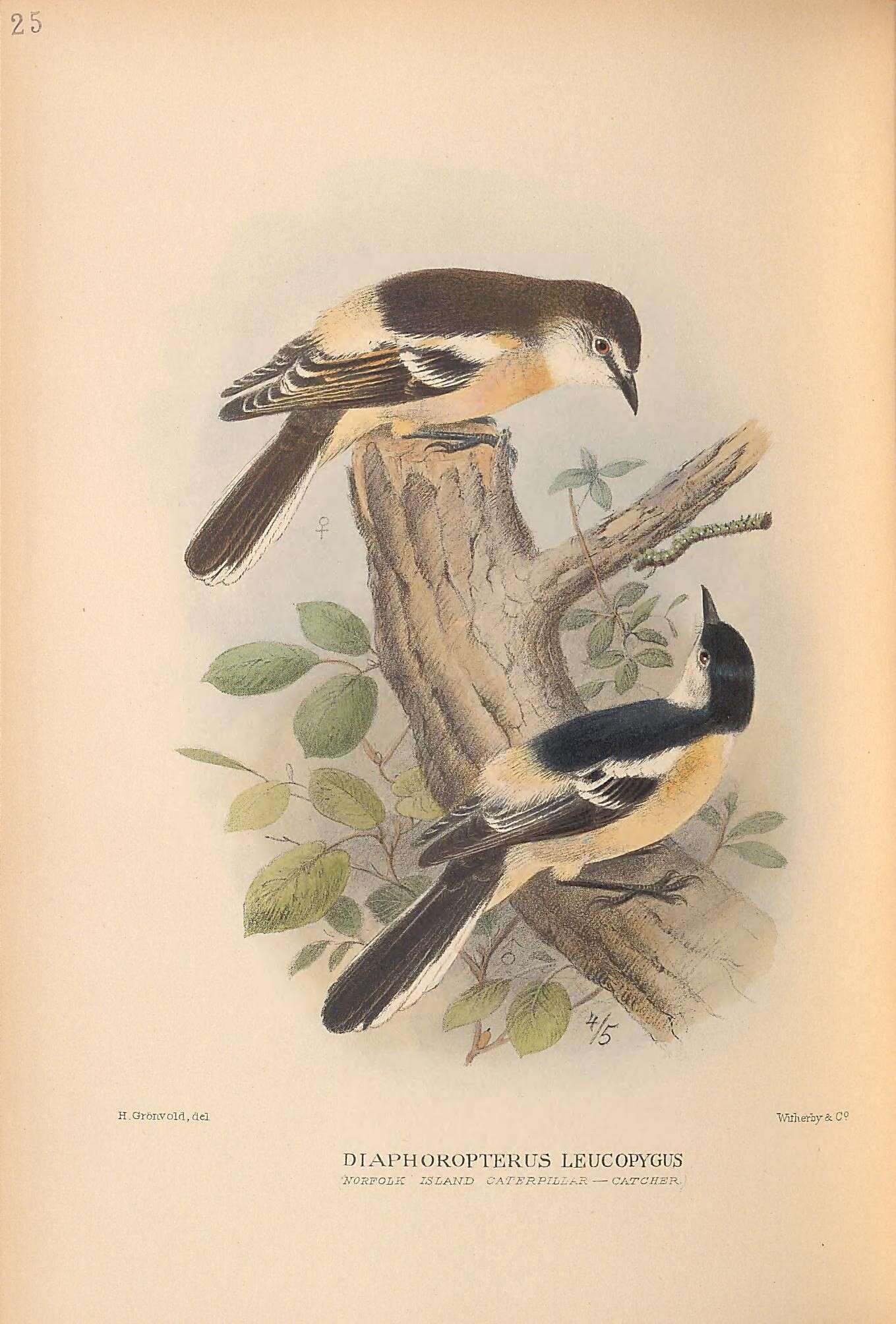 Слика од Lalage leucopyga (Gould 1838)