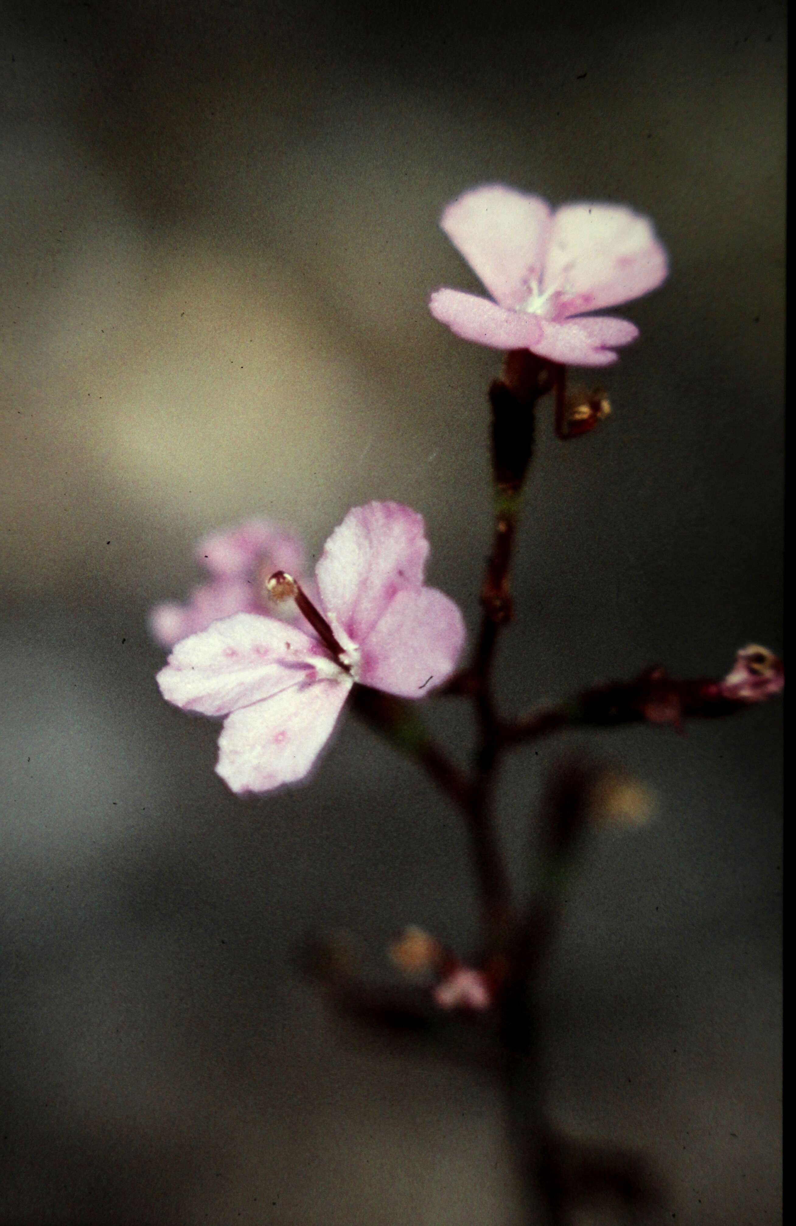 Image of Stylidium lineare Sw. ex Willd.