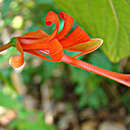Image of Lopezia longiflora Decne.