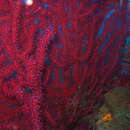 Image of chameleon sea fan