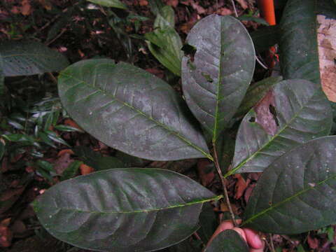 Ilex sapotifolia Reiss. resmi