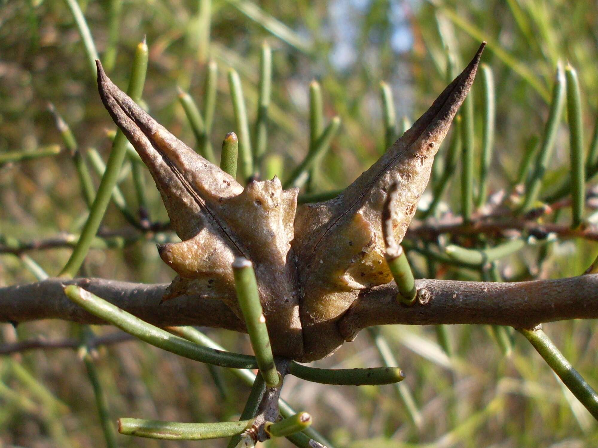 Image of Hakea teretifolia (Salisb.) Britten