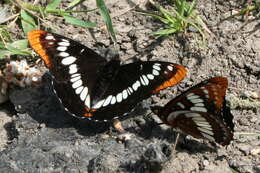 Image of Lorquin's Admiral