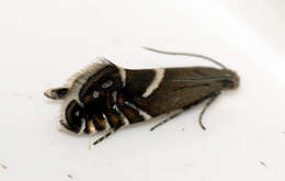 Image of sedge moths